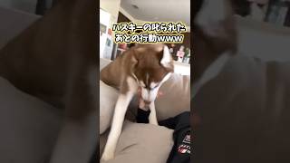 ハスキーの動画見てニヤけたら負けwww #ハスキー #犬 #犬のいる暮らし #ペット #かわいい #癒し #2ch動物スレ