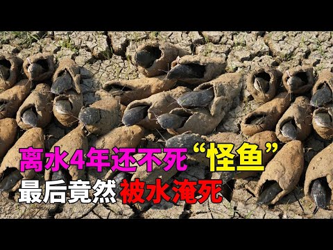 离开水也能活的鱼，生活在土里，去树上度假，最后竟然被水淹死#动物世界 #自然传奇 #大自然 #動物 #動物故事 #野生動物 #動物反殺 #万物有光