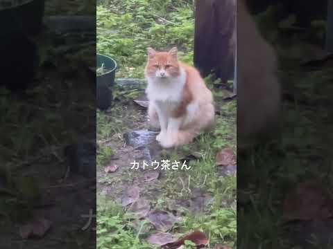 新しい猫です　なんかおじいちゃんぽいですね。　仙人か