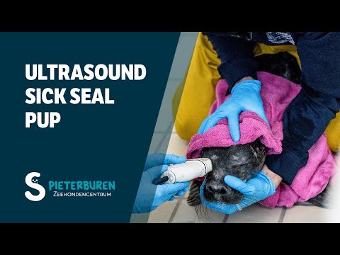 Ultrasound of sick seal pup Blueberry at Zeehondencentrum Pieterburen