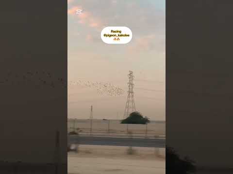 Racing pigeon lovers 🔥 عاشقان کبوتر پلاکی