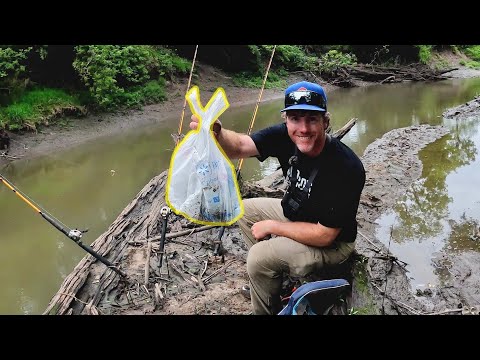 The BEST Grocery Store CATFISH BAIT!! (Fishing for Dinner)