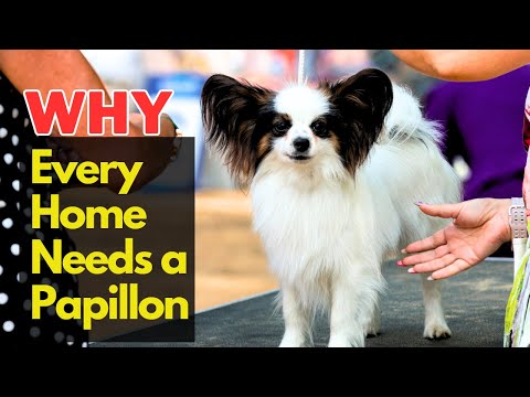 8 Reasons Why YOU Should Get a Papillon Dog