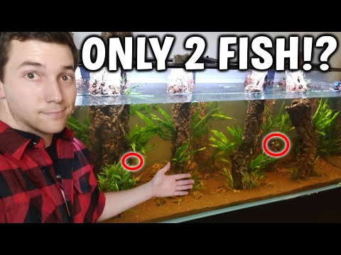 2 FISH FOR ONE GIANT AQUARIUM! 😂