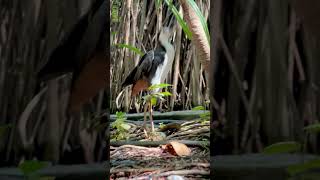 Sights and Sounds of Khoo Teck Puat Hospital 🌲🐟🌿 | Around Yishun Health