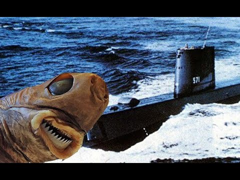 How a Little Shark Destroyed the US Navy