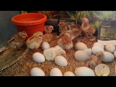 INCUBATOR CHICKS | SOFT CHICKEN EGG | FERTILE EGGS HATCHING | DIY | YOU CAN DO THIS