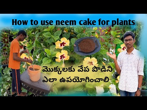 How to use neem cake for plants  ( మొక్కలకు వేప పొడిని ఎలా ఉపయోగించాలి )😊