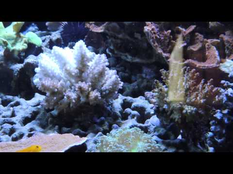 LiveAquaria Bright Fiji Acropora Pack Sucks pt2