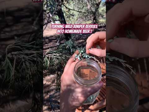 Back by Popular Demand: Crafting Beer with Wild Juniper Berries! | #shorts #homebrew