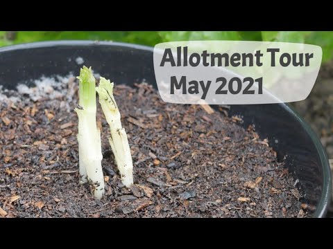 May Allotment Tour 2021