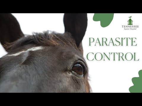 Things to Know About Equine Parasite Control