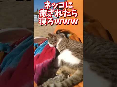 ネッコの動画で癒されたら寝ろｗｗｗ　#2ch #2chまとめ 動物スレ #2ch面白いスレ #動物 #犬 #猫 #癒やし #ねこ動画 #ねこ