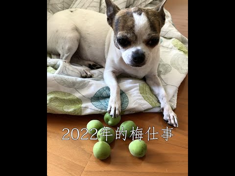 #Shorts 2022年的梅仕事正式開跑 | Day 59