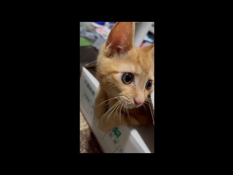 ダンボールで遊ぶ🐾子猫のモナカちゃん#猫 #cat