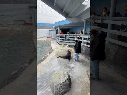 Sea lion Tricks Part 4