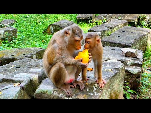 Nice video..// Thanks Cameraman Helping feeding for Family Monkeys of Libby, Looking very Adorable.