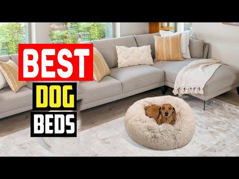 ✅Top 5 Best Dog Beds in 2024