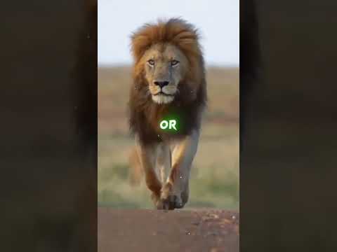 Lion Attitude shayari status Shayari status Attitude shayari #youtubeshorts#viral#shayari#shorts