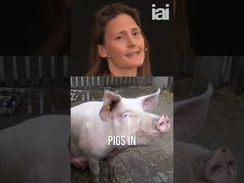 The complex relationship between fish and pigs | Helen Czerski