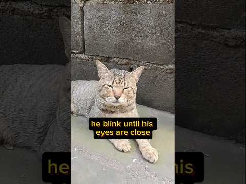 Cutest blink ever#cat #cutecat #viralcat #trendingcat #petliver #anikallovers #yutubeshorts