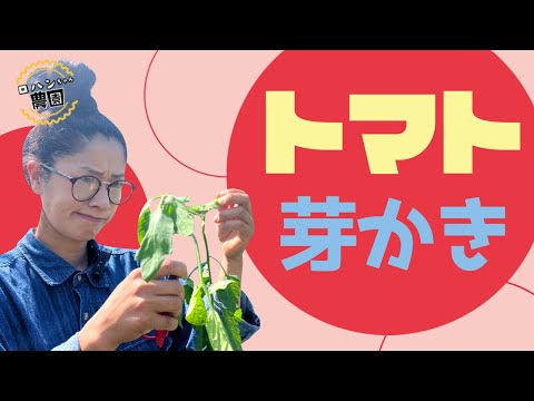 【トマト】の芽かき【ソバージュ栽培】お世話はここまで！？【農家の家庭菜園】【有機】