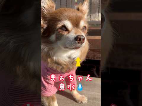 鼻水出てても可愛いマロ🐶💕