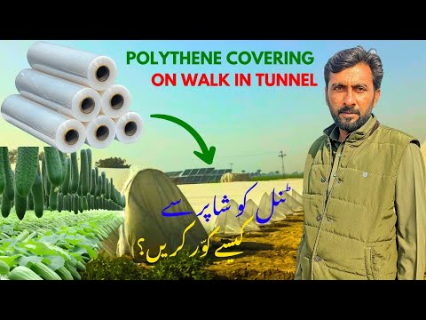 POLYTHENE COVERING ON WALK TUNNEL | ٹنل پر شاپر کور کرنے کا طریقہ | DAAD'S AGRI FARM