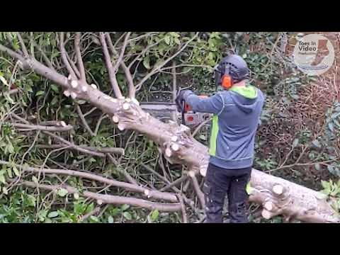 Tree Surgeon timelapse by Toes In Video Production