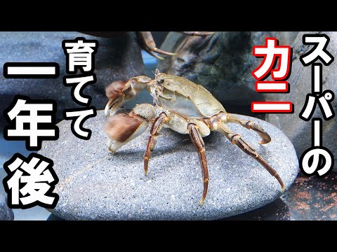 【カニ水槽】スーパーの食材のカニ、育てて一年経過！