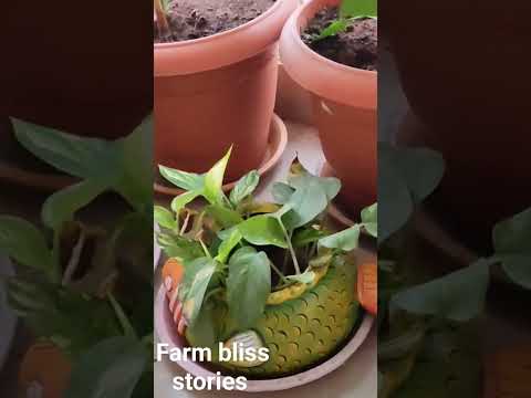 #farm plants #plants #balcony garden