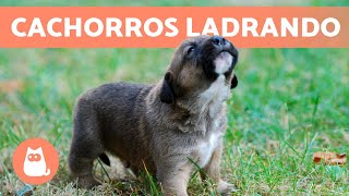 Los mejores LADRIDOS de PERROS CACHORROS 🐶 🔊 ¡Tiernos y Adorables!