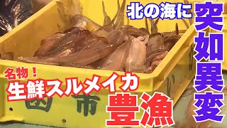 「キュッ！キュッ」北の海に突如異変！ 北海道函館市名物の生鮮スルメイカ ”豊漁” で港に活気  漁業者に笑みこぼれる  不漁続きで昨シーズンの漁獲量は過去最低を記録したが、回復の兆しか？