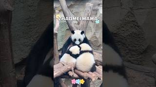 ZHAOMEI MAMA #panda #cute #animals #fubao #funny #cutepanda #news #zoo #pets