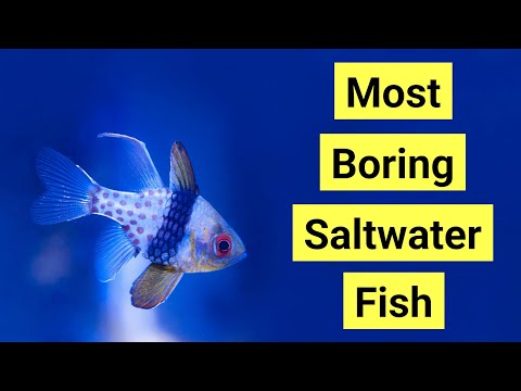 10 Most Boring Saltwater Aquarium Fish | The Prestige Reef Dork Show Ep 23