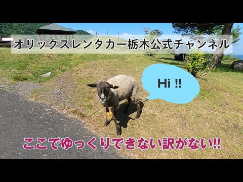 【日光観光】日光東照宮の近くにある大笹牧場をご紹介