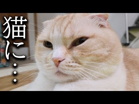 もう猫になるしかない...