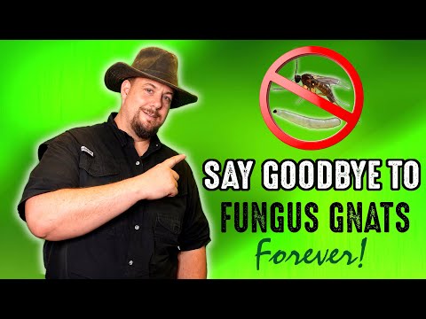 Get Rid Of Fungus Gnats Forever With This Simple Garden Hack!