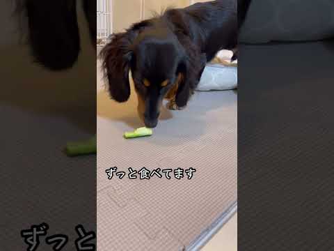 きゅうりが好きすぎて困ってます。　#shorts #犬 #dog