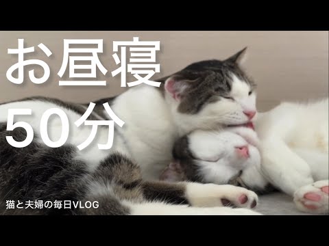 猫と夫婦の毎日VLOG#434 ふたりでお昼寝50分