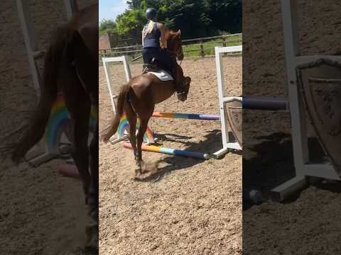 She just LOVES show jumping