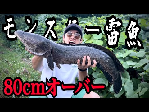 北海道の市街地を流れる川で化け物級のランカー雷魚を釣り上げてしまいました