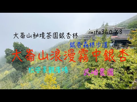 萬ㄟeye台灣20231002大崙山浪漫霧中銀杏/松安景觀廣場/銀杏森林/武岫農圃/insta360 X3   4K