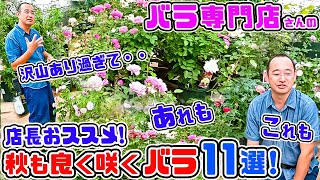 【バラ専門店】店長おススメ♪秋も良く咲くバラ紹介🌹(11選) 高木 大輔店長