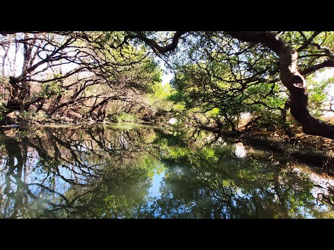 台江國家公園四草紅樹林綠色隧道（4K)