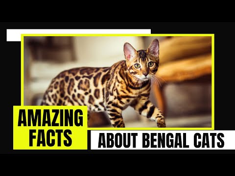 9 Fascinating Facts About Bengal Cats That Will Surprise You