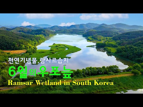 6월의우포늪 4k드론영상 | Ramsar_wetland | 창녕여행 | 람사르습지 |  Upo_Wetland | 4k Drone Footage125