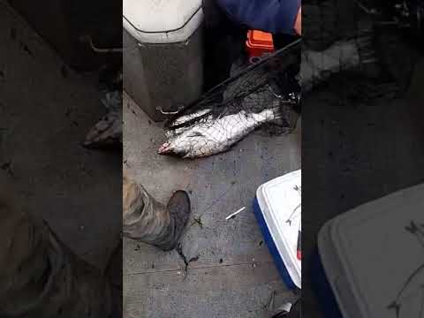 My First King Salmon On My Boat! #king #salmon #fishing #oregon #saltwater #chinook #first