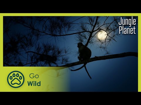 The Forests of the Moon: Mangroves | Jungle Planet 3/26 | Go Wild