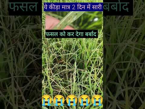 धान में सबसे खतरनाक कीड़ा #कीट प्रबंधन #trending #धान का मुख्या रोग #trending #vairal video #